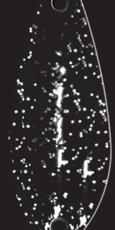 Thin Nero Glitter Area Trout